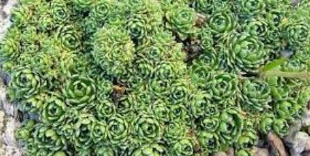 Saxifraga, Encrusted Saxifrage, Silver Saxifrage Minutifolia