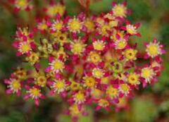 Saxifraga, Encrusted Saxifrage, Silver Saxifrage 'Foster's Red'