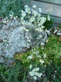 Saxifraga, Encrusted Saxifrage, Silver Saxifrage Whitehill