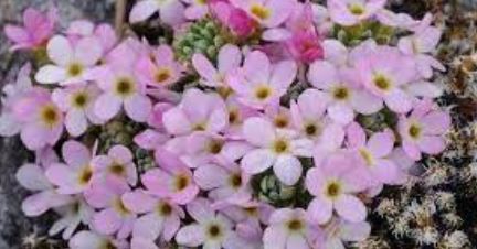 Androsace Species, Alpine Rock Jasmine, Rock Jasmine