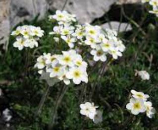Androsace Species, Alpine Rock Jasmine, Sweetflower Rock Jasmine