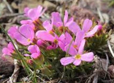 Douglasia Species, Rocky Mountain Dwarf Primrose