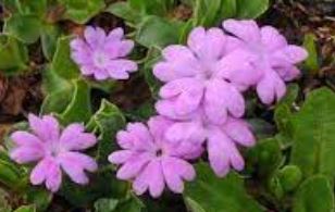 Primula Species, Auriculastrum Primula, Clusius Cowslip, European Alpine Primrose