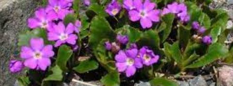 Primula Species, Auriculastrum Primula, European Alpine Primrose