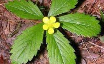 Potentilla Species, Common Cinquefoil, Old Field, Oldfield Cinquefoil