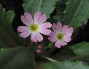 Primula Species, Oreophlomis Primula, Primrose