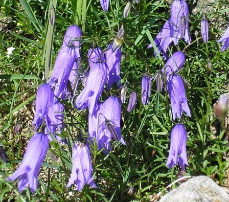 Primula Species, Auriculastrum Primula, European Alpine Primrose, Wulfens Primrose