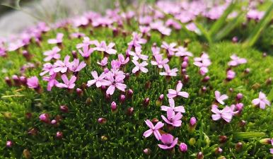 Silene Species, Cushion-Pink, Moss Campion, Moss Pink