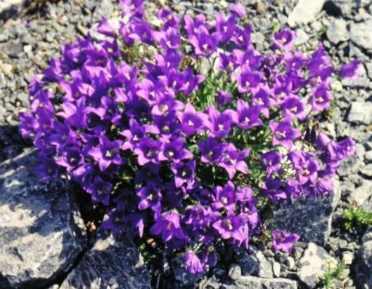 Soldanella Species, Hungarian Snowbells