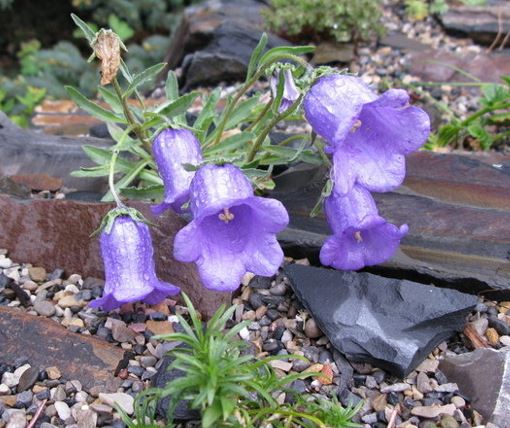 Soldanella Species, Hairy Snowbells