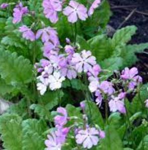 Primula Species, Rock Primrose