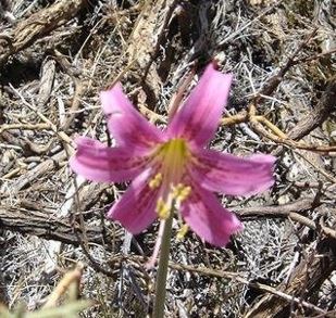 Primula Species, Farinosae Primula, Northern Birds-Eye Primrose