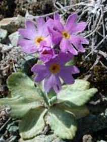 Primula Species, Birds-Eye Primrose, Farinosae Primula, Lake Mistassini Primrose
