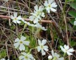 Primula Species, Armerina Primula, Greenland Primrose