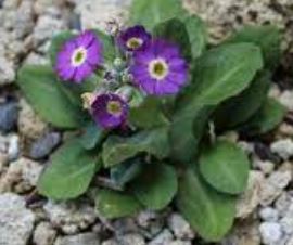 Primula Species, Farinosae Primula, Scottish Primrose
