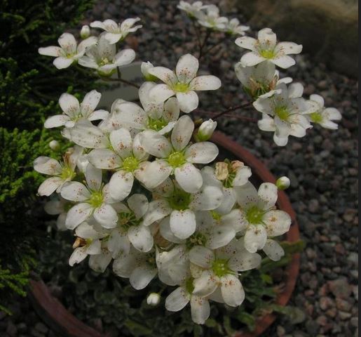 Primula Species, Cuneifolia Primula, Sierra Primrose