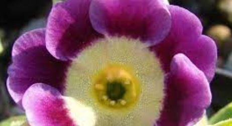 Primula Species, Auricula Primrose, Bears Ears, Mountain Cowslip