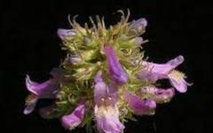 Penstemon Species, Beard Tongue, Lilac Penstemon, Slender Penstemon, Pride of the Mountain