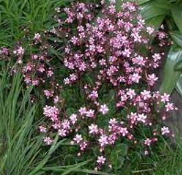 Saxifraga, Robertsoniana Saxifrage Walter Ingwersen