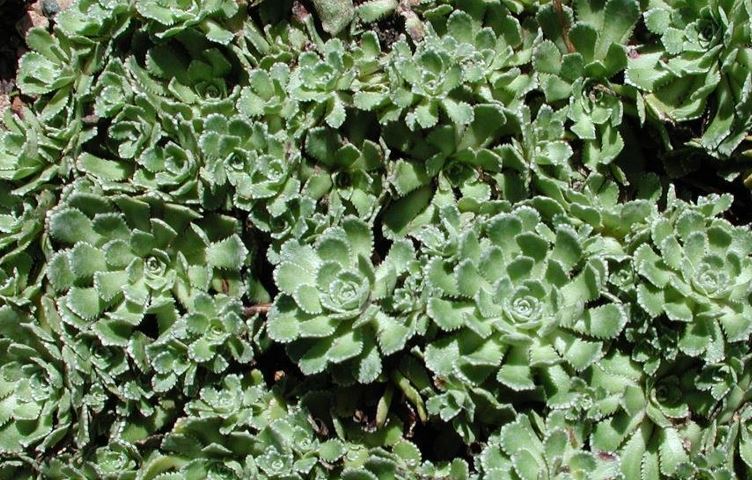 Colorado greenthread