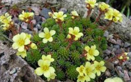 Saxifraga, Kabschia Saxifrage