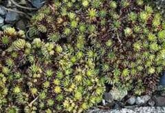 Saxifraga Species, Juniper-Leaved Saxifrage, Kabschia Saxifrage