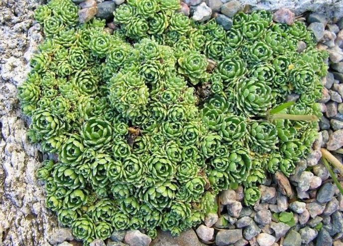 Saxifraga Species, Engleria Saxifrage, Red Apennine Saxifrage