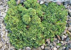 Saxifraga Species, Engleria Saxifrage, Red Apennine Saxifrage