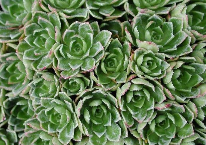 Saxifraga Species, Engleria Saxifrage, Red Pyrenees Saxifrage