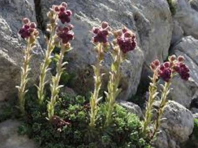 Saxifraga Species, Engleria Saxifrage