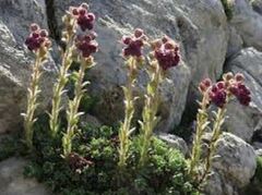 Saxifraga Species, Engleria Saxifrage