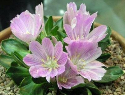 Lewisia Species, Short-Sepal Bitter-root, Shortsepal Lewisia