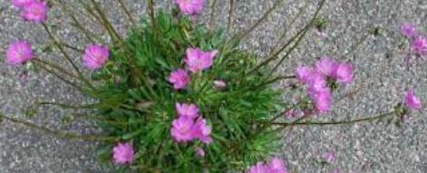 Lewisia Species, Columbia Bitterroot