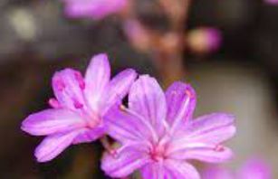 Lewisia Species, Quill-Leaved Lewisia, Lees Bitter-Root