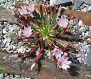 Lewisia Species, Cliff Maids, Truckee Bitter-Root, Truckee Lewisia
