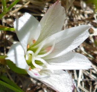 Lewisia Species, Nevada Lewisia, Sierra Lewisia, Sierra Bitter-Root