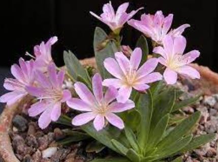Lewisia, Cliff Maids, Siskiyou Lewisia, Siskiyou Bitterroot Pinkie