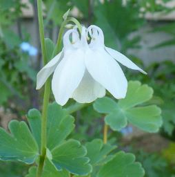 Aquilegia, Fan Columbine Verna Alba