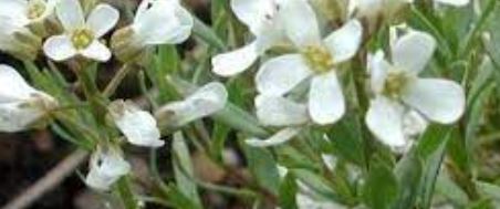 Aethionema Species, Persian Candytuft