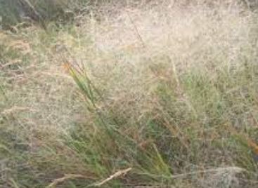 Muhlenbergia Species, Alkali Muhly, Scratchgrass