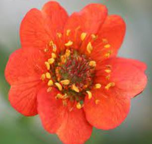 Geum Species, Avens, Hierba del Clavo