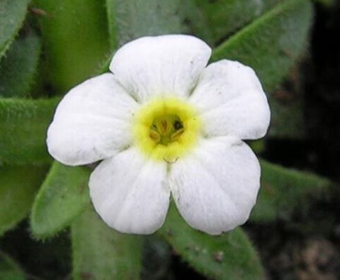 Primula, Common Primrose, Double English Primrose Quakers Bonnet