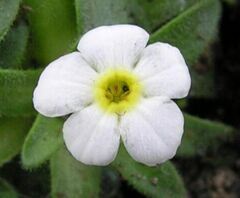 Primula, Common Primrose, Double English Primrose 'Quaker's Bonnet'