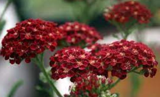 Achillea, Yarrow, Milfoil, Soldiers Woundwort, Staunchweed Red Beauty