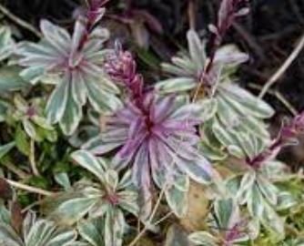 Arabis Hybrid, Spreading Rock Cress, Rose Rockcress Variegata