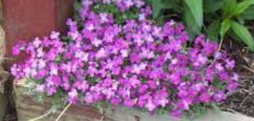 Rock Cress, Aubretia Cascade Red