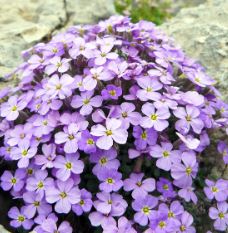 Rock Cress, Aubretia Novalis Blue