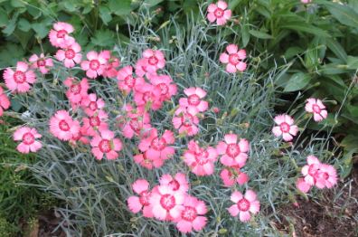Dianthus Prairie Pink