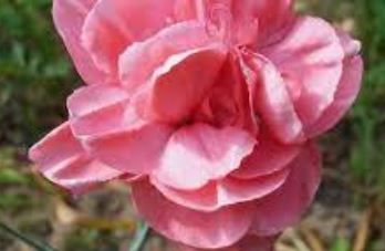 Allwood Pinks, Modern Pinks Aqua