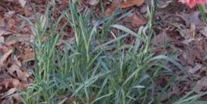 Dianthus, Allwood Pinks, Modern Pinks Old Spice